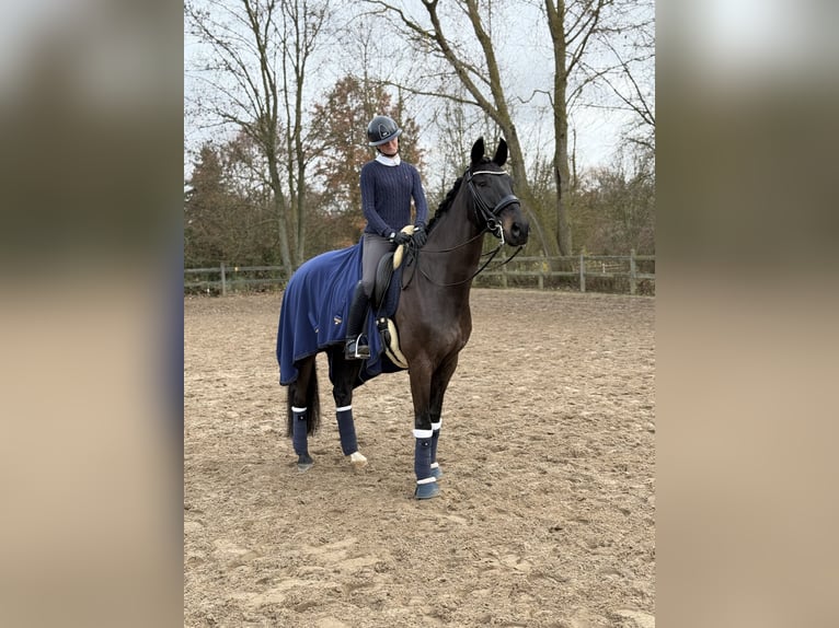 Koń westfalski Wałach 9 lat 173 cm Ciemnogniada in Montabaur