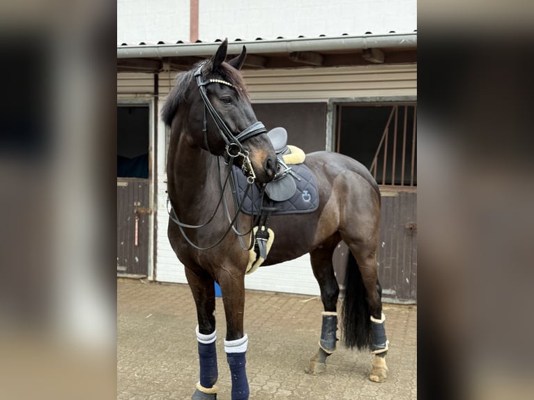 Koń westfalski Wałach 9 lat 173 cm Ciemnogniada in Montabaur