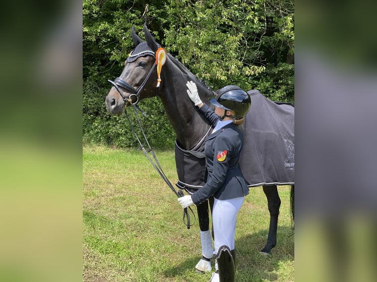 Koń westfalski Wałach 9 lat 173 cm Ciemnogniada in Montabaur