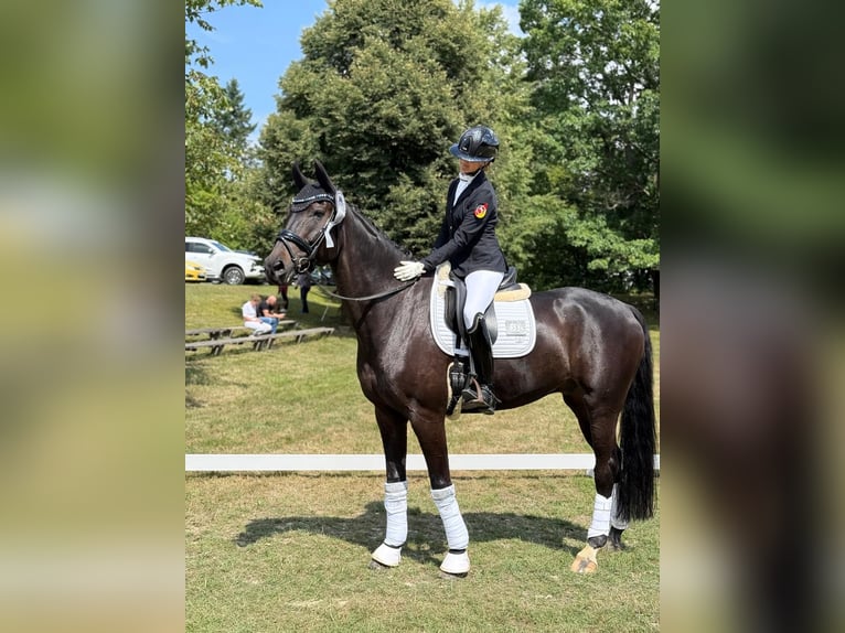 Koń westfalski Wałach 9 lat 173 cm Ciemnogniada in Montabaur