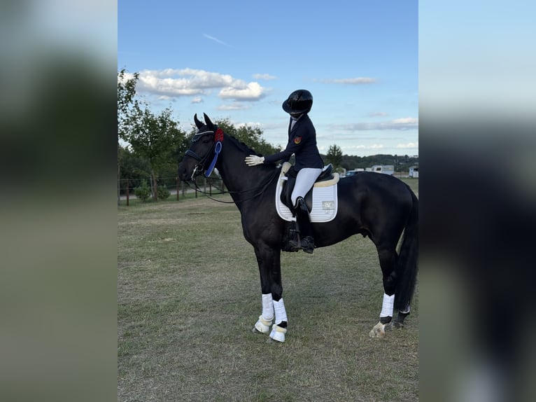 Koń westfalski Wałach 9 lat 173 cm Ciemnogniada in Montabaur