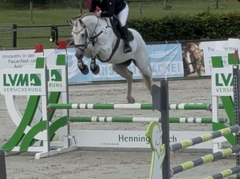 Koń westfalski Wałach 9 lat 173 cm Siwa in Kalletal