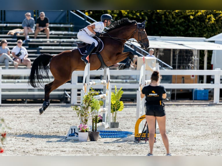 Koń westfalski Wałach 9 lat 175 cm Gniada in Prag