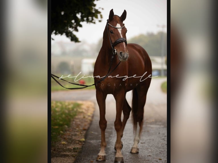 Koń westfalski Wałach 9 lat 178 cm Kasztanowata in Westerheim