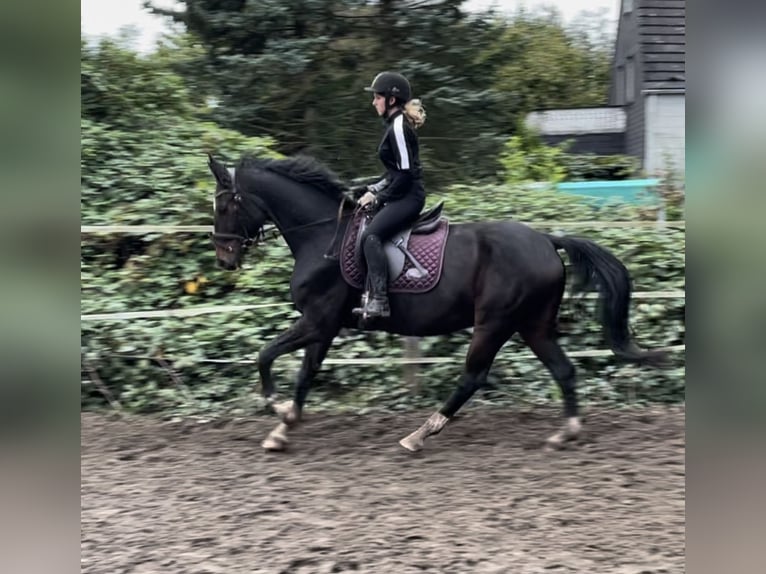 Koń westfalski Wałach 10 lat 160 cm Ciemnogniada in Oberhausen