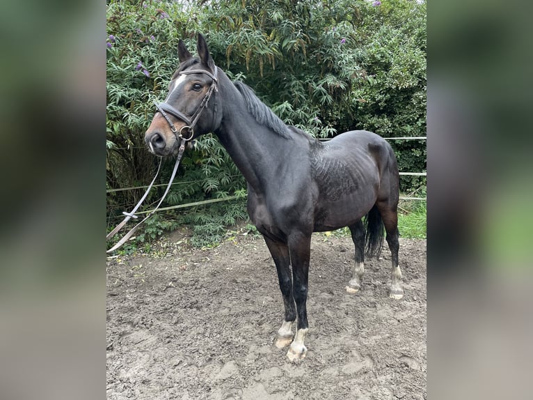 Koń westfalski Wałach 10 lat 160 cm Ciemnogniada in Oberhausen