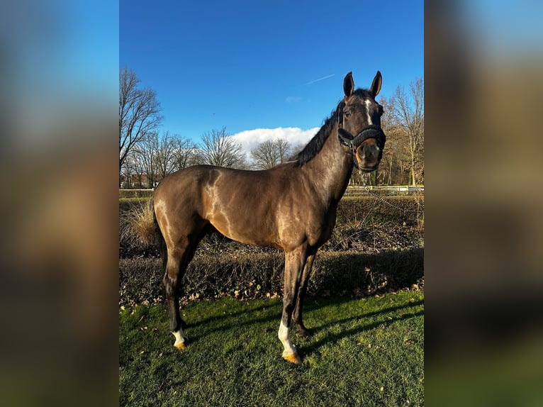 Koń westfalski Wałach 10 lat 162 cm Gniada in Darmstadt