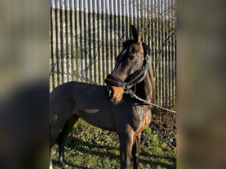 Koń westfalski Wałach 10 lat 162 cm Gniada in Darmstadt