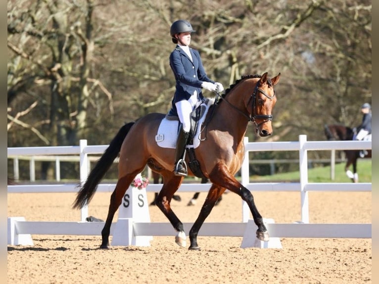 Koń westfalski Wałach 10 lat 163 cm Gniada in Worcestershire