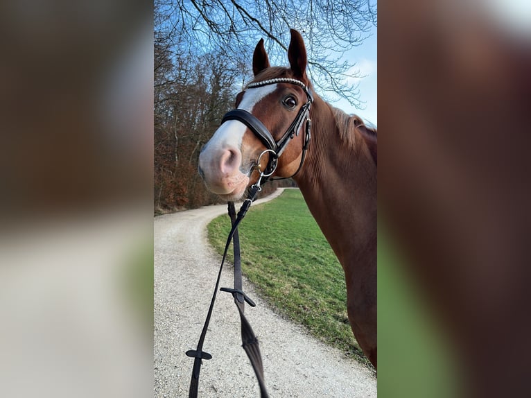 Koń westfalski Wałach 10 lat 165 cm Kasztanowata in Schaffhausen