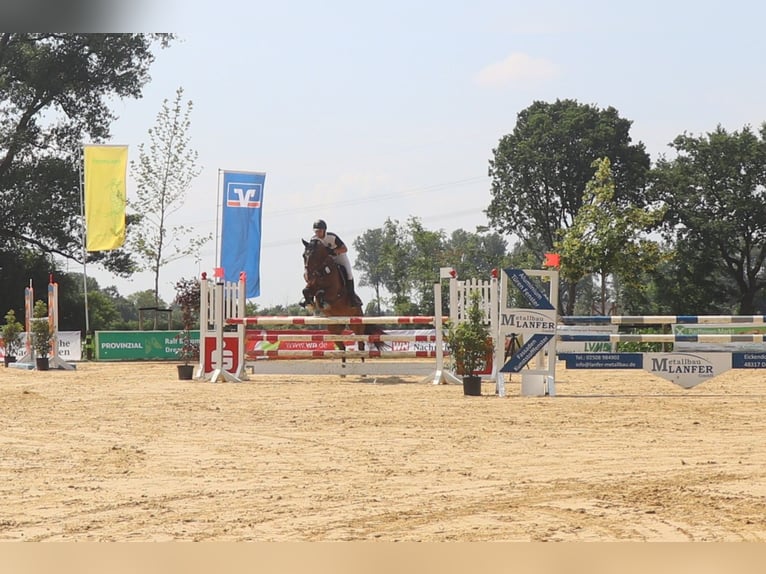 Koń westfalski Wałach 10 lat 165 cm in Warendorf