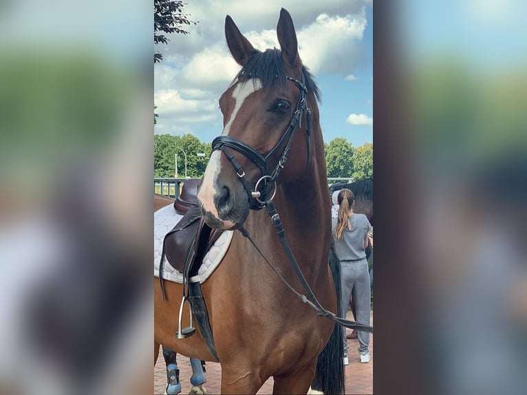 Koń westfalski Wałach 10 lat 165 cm in Warendorf