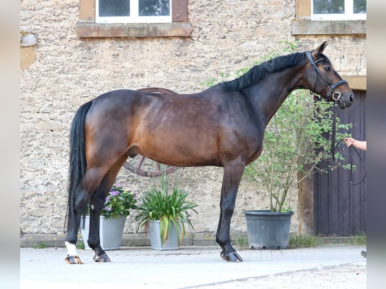 Koń westfalski Wałach 10 lat 168 cm Ciemnogniada in Glandorf