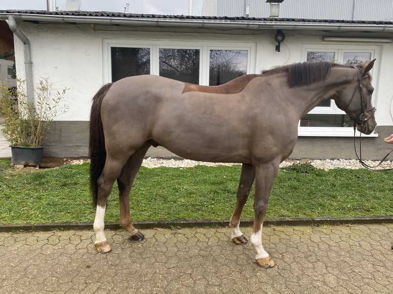 Koń westfalski Wałach 10 lat 168 cm Ciemnokasztanowata in Bad Kreuznach