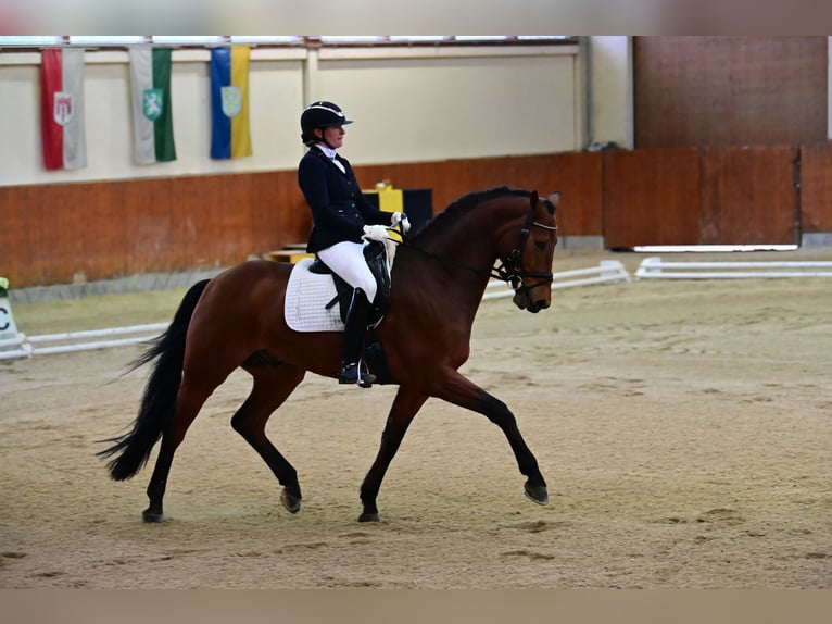 Koń westfalski Wałach 10 lat 168 cm Gniada in Grub