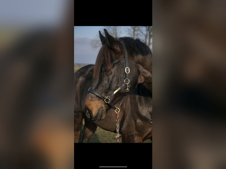 Koń westfalski Wałach 10 lat 169 cm Ciemnogniada in Ketzin