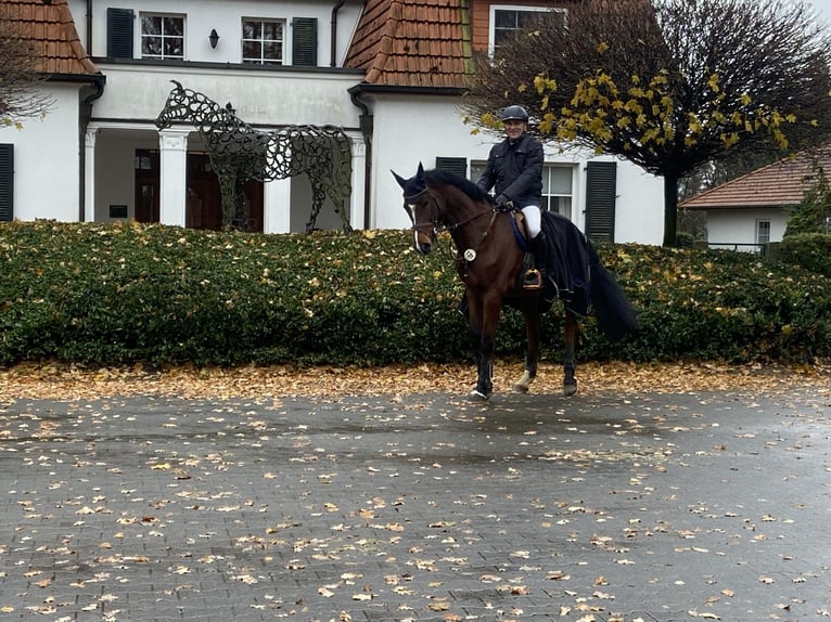 Koń westfalski Wałach 10 lat 169 cm Gniada in Brakel