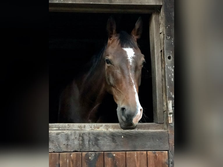 Koń westfalski Wałach 10 lat 170 cm Ciemnogniada in Ratingen