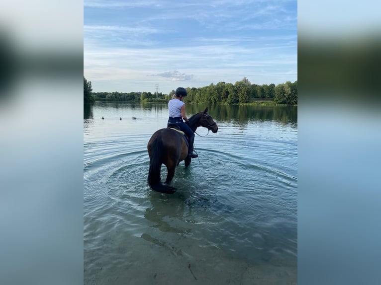 Koń westfalski Wałach 10 lat 170 cm Ciemnogniada in Ratingen