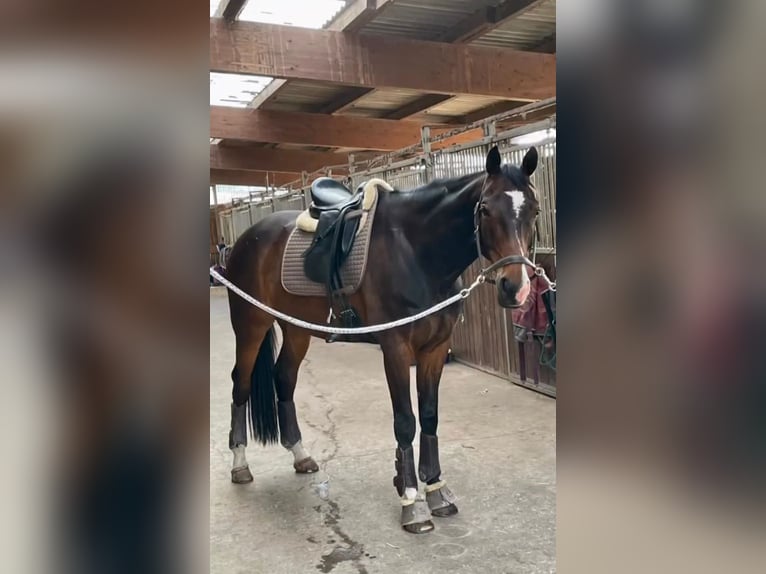 Koń westfalski Wałach 10 lat 170 cm Ciemnogniada in Ratingen