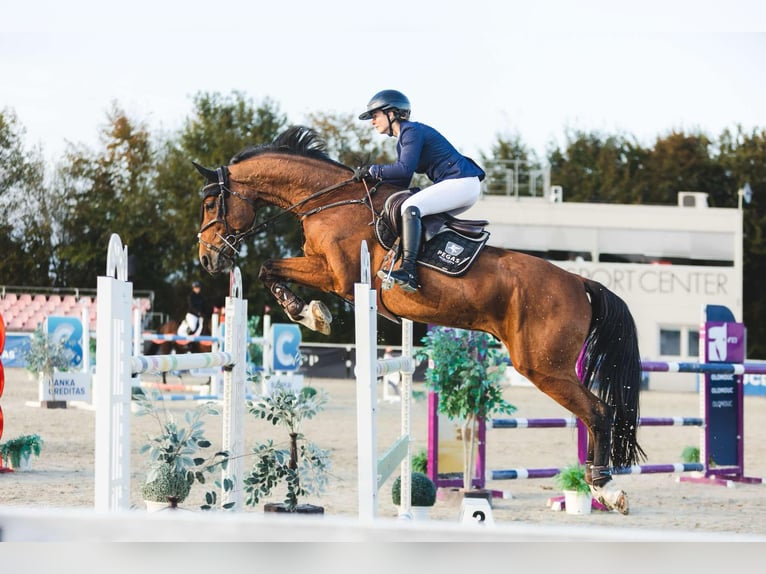 Koń westfalski Wałach 10 lat 170 cm Gniada in Trojanovice