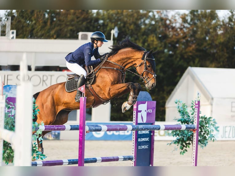 Koń westfalski Wałach 10 lat 170 cm Gniada in Trojanovice