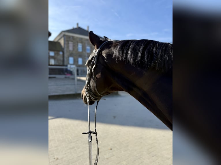 Koń westfalski Wałach 10 lat 170 cm Kara in Bochum