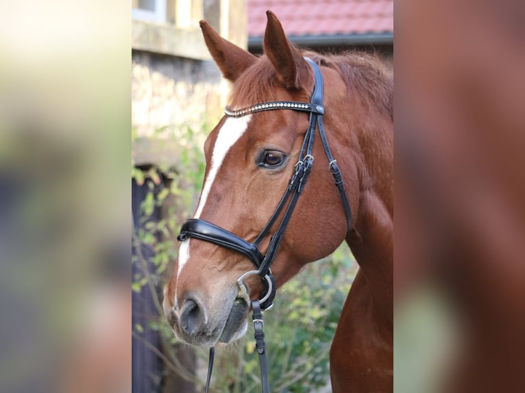 Koń westfalski Wałach 10 lat 170 cm Kasztanowata in Glandorf