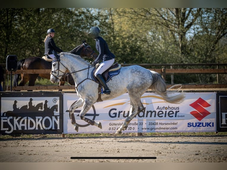 Koń westfalski Wałach 10 lat 170 cm Siwa in Everswinkel