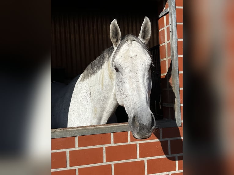 Koń westfalski Wałach 10 lat 170 cm Siwa in Everswinkel