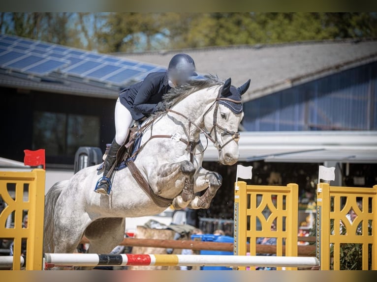 Koń westfalski Wałach 10 lat 170 cm Siwa in Everswinkel