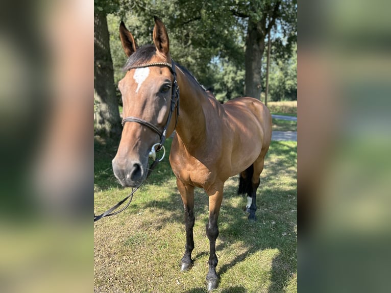 Koń westfalski Wałach 10 lat 172 cm Gniada in Versmold