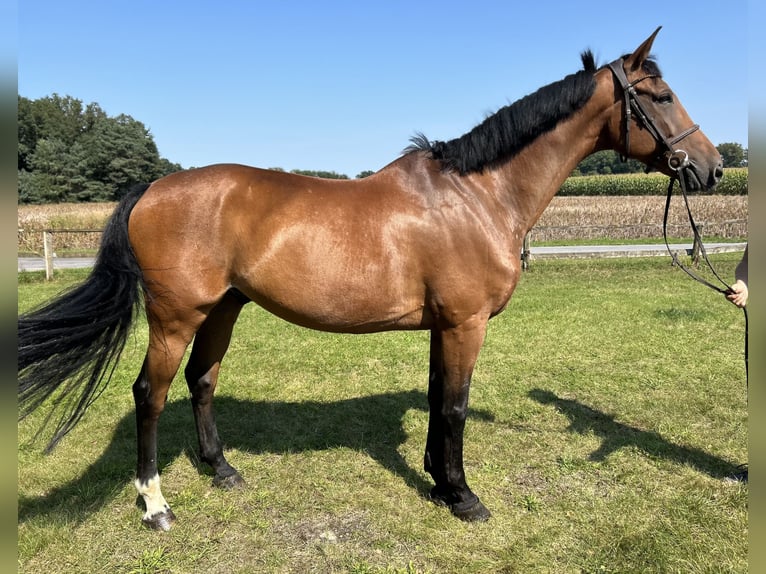 Koń westfalski Wałach 10 lat 172 cm Gniada in Versmold