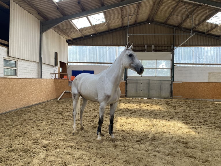 Koń westfalski Wałach 10 lat 173 cm Siwa jabłkowita in Bad Oeynhausen