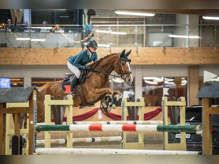 Koń westfalski Wałach 10 lat 174 cm Kasztanowata in Iserlohn