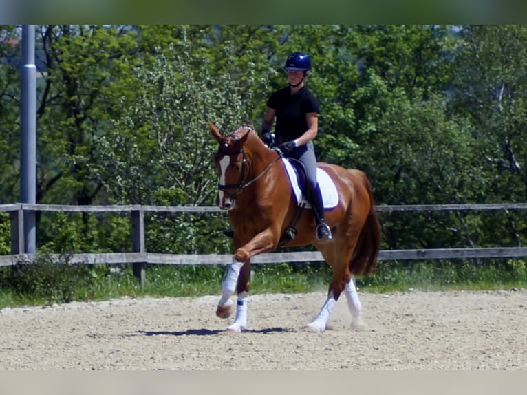 Koń westfalski Wałach 10 lat 174 cm Kasztanowata in Iserlohn