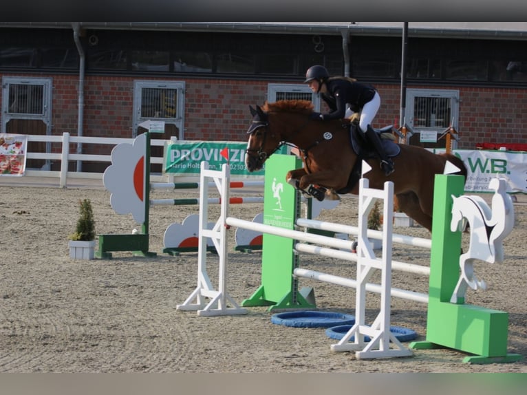 Koń westfalski Wałach 10 lat 174 cm Kasztanowata in Iserlohn