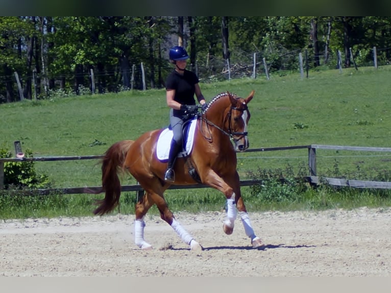 Koń westfalski Wałach 10 lat 174 cm Kasztanowata in Iserlohn