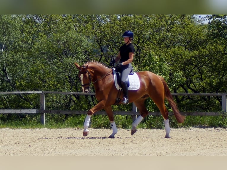 Koń westfalski Wałach 10 lat 174 cm Kasztanowata in Iserlohn