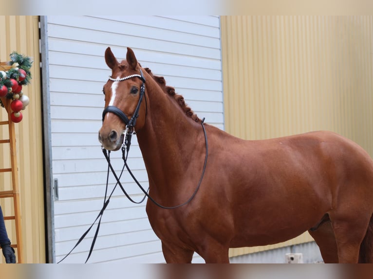 Koń westfalski Wałach 10 lat 175 cm Kasztanowata in Erftstadt