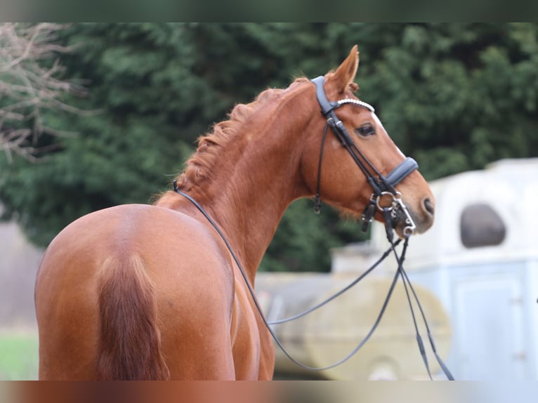 Koń westfalski Wałach 10 lat 175 cm Kasztanowata in Erftstadt