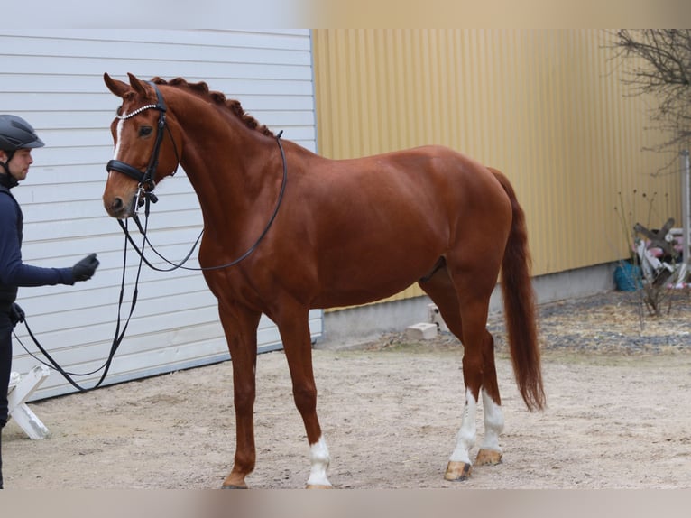 Koń westfalski Wałach 10 lat 175 cm Kasztanowata in Erftstadt