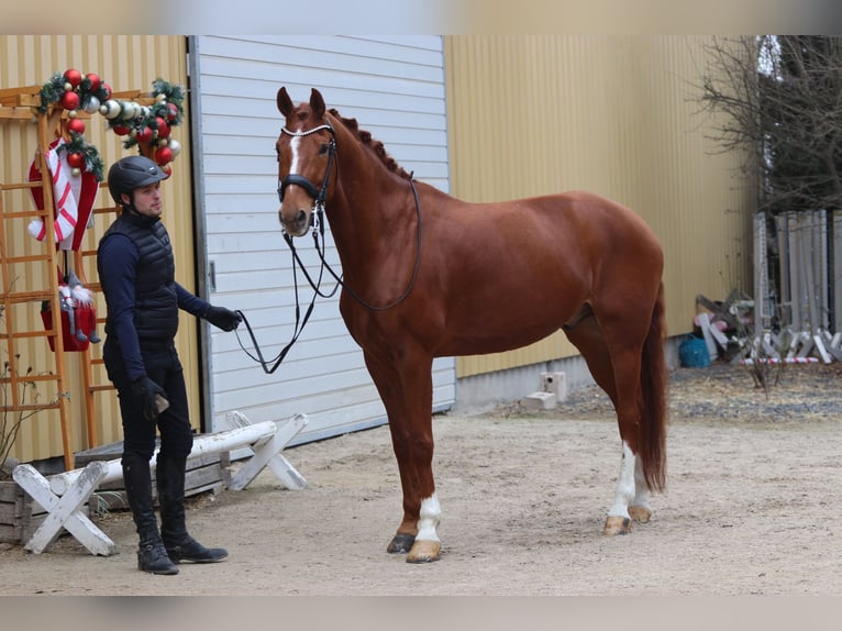 Koń westfalski Wałach 10 lat 175 cm Kasztanowata in Erftstadt