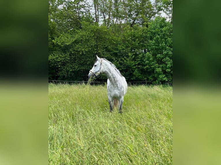 Koń westfalski Wałach 10 lat 175 cm Siwa in Zaisenhausen