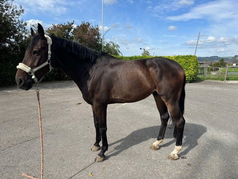 Koń westfalski Wałach 10 lat 176 cm Ciemnogniada in Wollerau