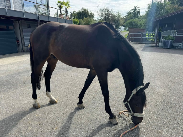 Koń westfalski Wałach 10 lat 176 cm Ciemnogniada in Wollerau