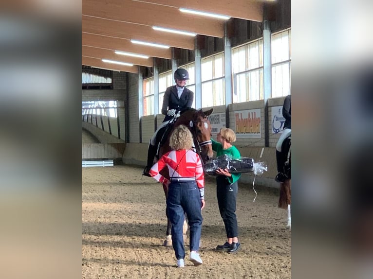 Koń westfalski Wałach 10 lat 179 cm Gniada in Lippstadt