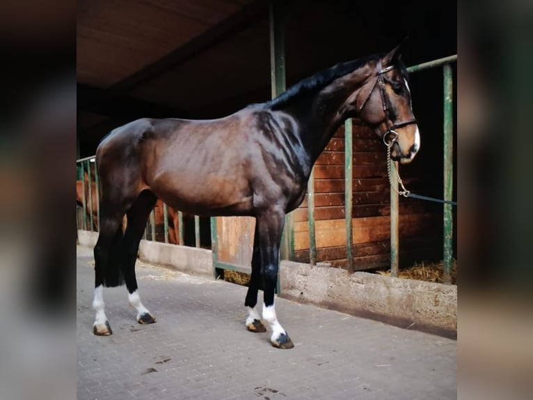 Koń westfalski Wałach 10 lat 179 cm Gniada in Gelsenkirchen