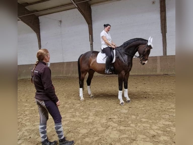 Koń westfalski Wałach 10 lat 179 cm Gniada in Gelsenkirchen