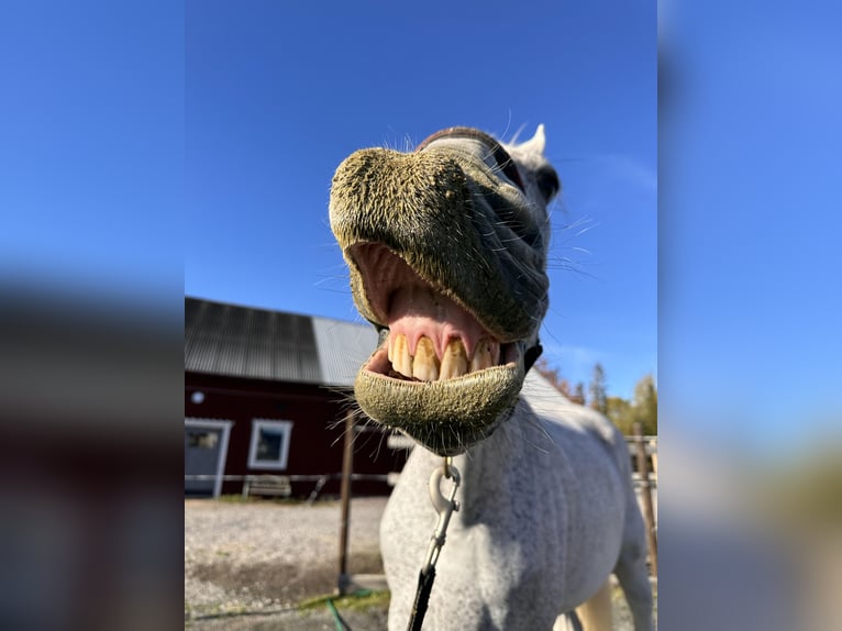 Koń westfalski Wałach 10 lat 183 cm Siwa jabłkowita in Borlänge